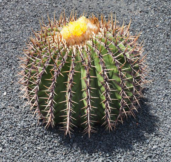 Biznaga dulce