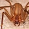 ¿Cuáles son los depredadores de la araña violinista? Así puedes identificar a la araña que no debes matar en tu casa
