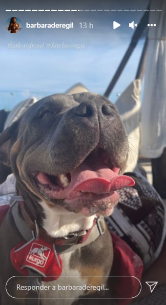 Bárbara de Regil muestra los perros de Karla Laveaga y Alejandro Fernández.