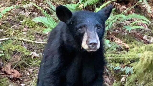 El oso sacrificado en un parque de Oregón.