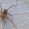 Araña violinista: Qué te puede pasar si te pica y cómo saber si hay una en tu casa
