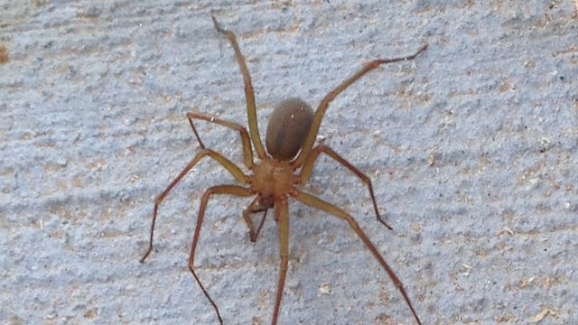 Araña violinista -Loxosceles laeta-