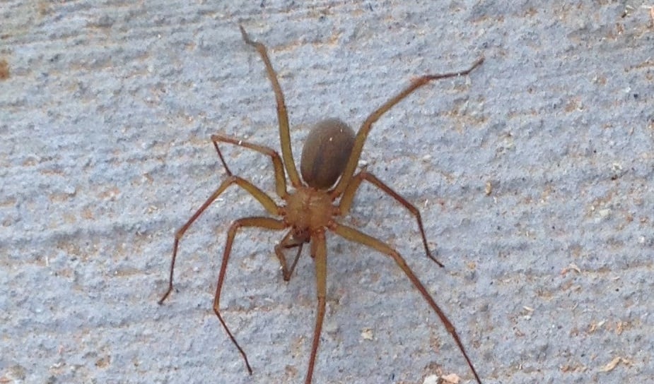 Araña violinista -Loxosceles laeta-