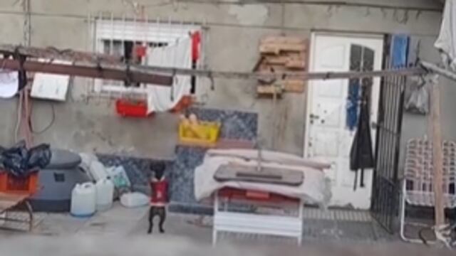 Video del perro de su vecino cuando está actuando como humano