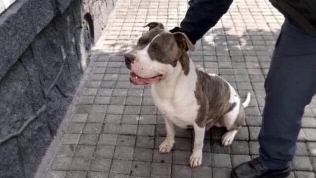'Hades', perro pitbull secuestrado por policías