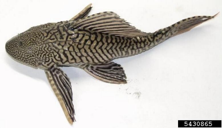 pterygoplichthys pardalis