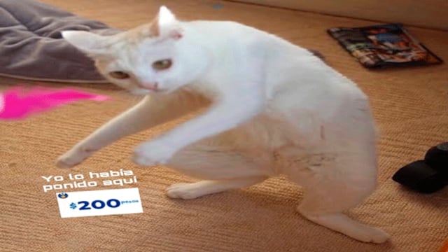 Meme PayPal sobre cupón de 200 pesos