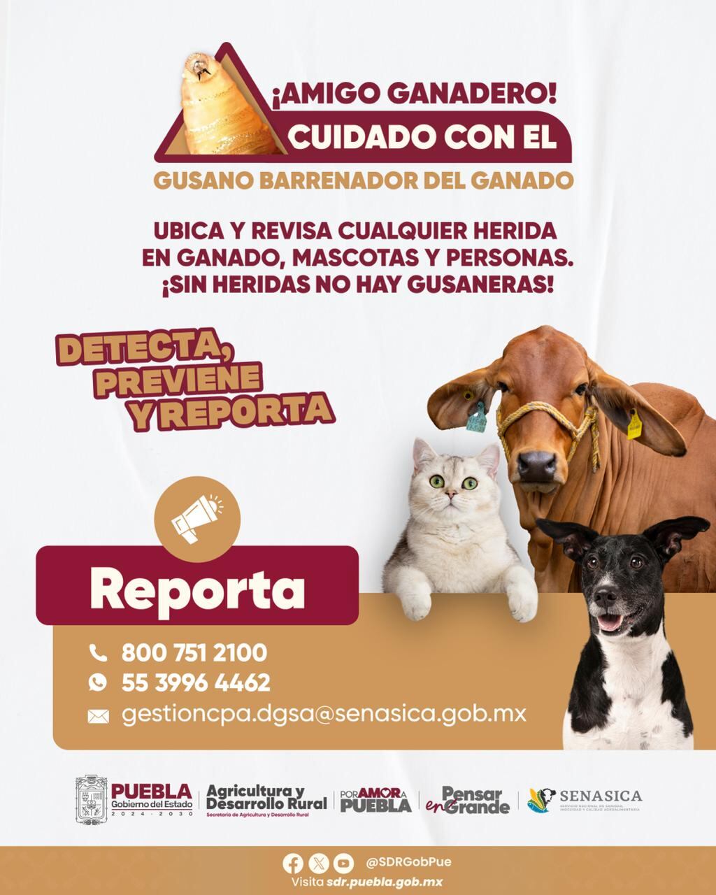 Gusano barrenador en México