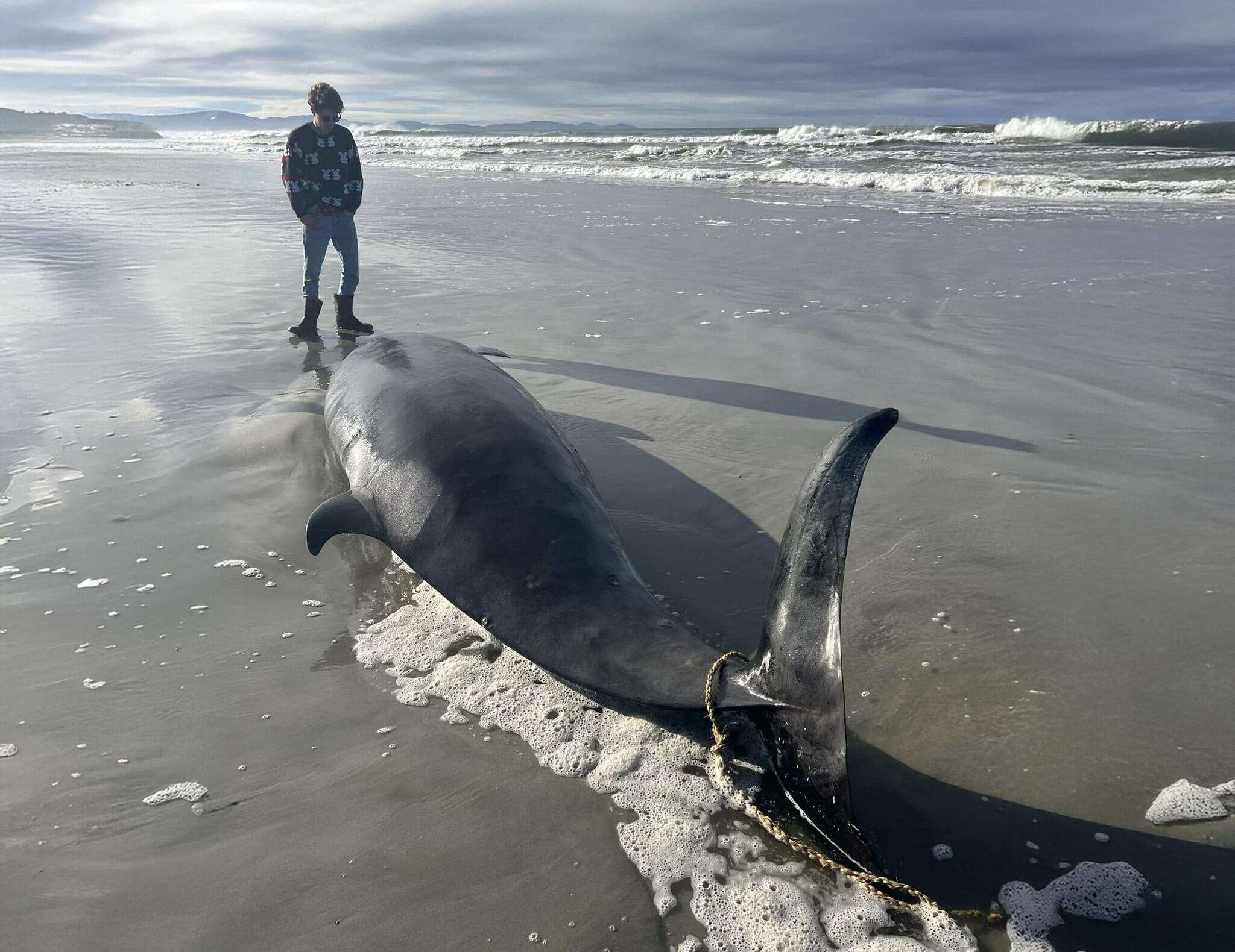 Científicos estudian a la ballena más rara del mundo en Nueva Zelanda
