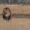 Cazador español mata al león más popular de Zimbabue