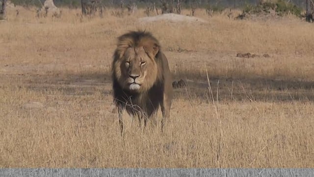 Cazador español mata al león más popular de Zimbabue