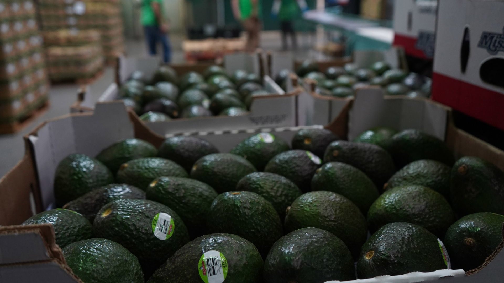 Productores de aguacate piden a Estados Unidos reactivar la exportación
