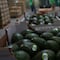 Nuevo revés al aguacate mexicano: Estados Unidos frena envíos desde Michoacán