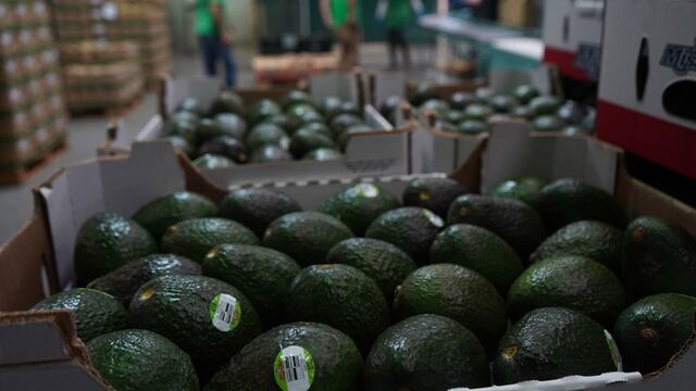 Michoacán es el principal productor de aguacate