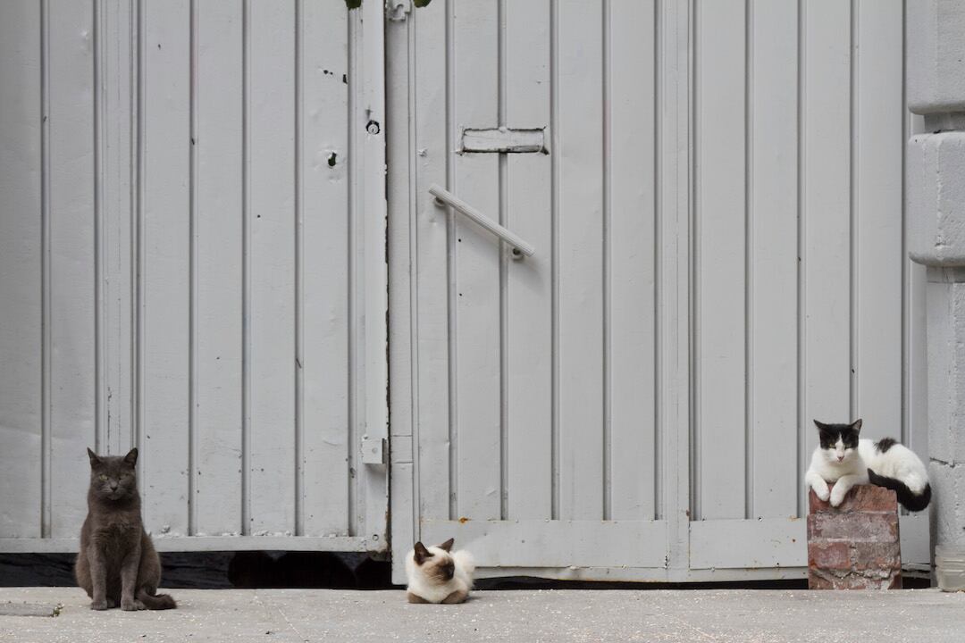 ¿Tu gato sale a la calle? Debe ir al veterinario al menos 3 veces al año