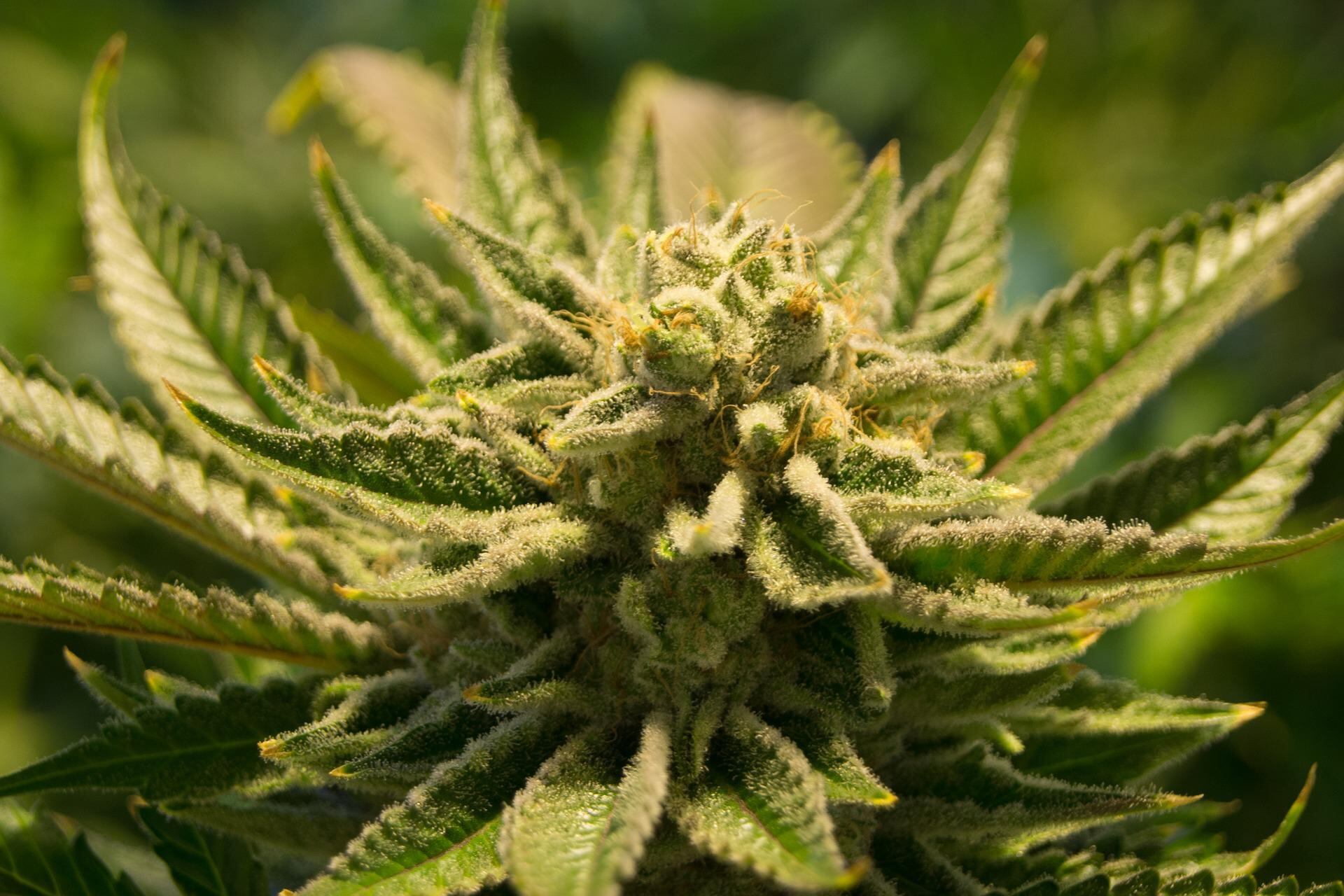 Marihuana