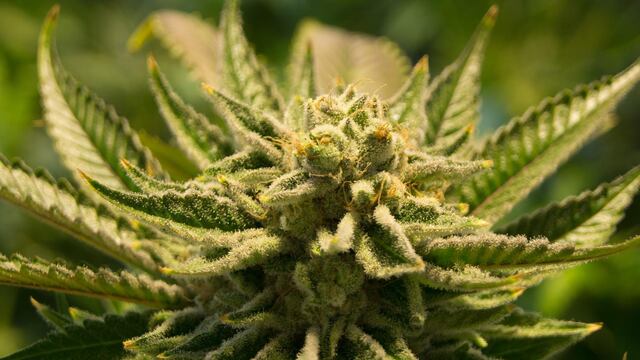 Marihuana