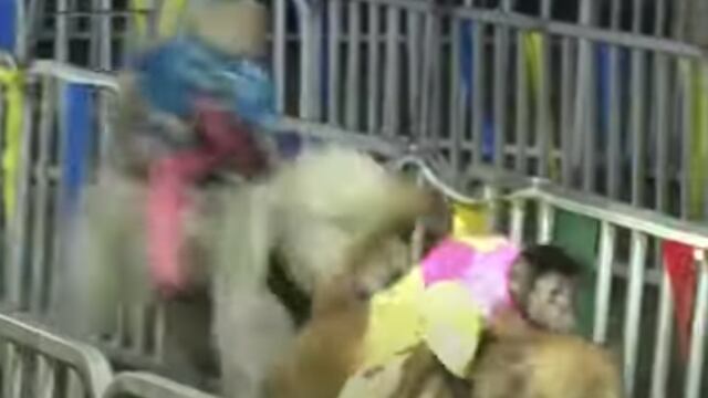 Carrera de monos montados en perros