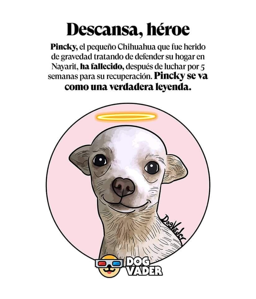 Fallece Pincky, el perro Chihuahua que defendió su hogar de ladrones