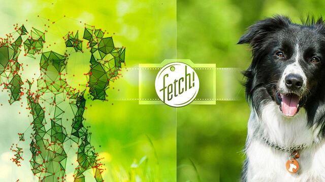 Fetch!, la nueva app experimental de Microsoft
