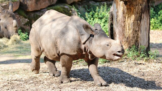 Rinoceronte en vida salvaje