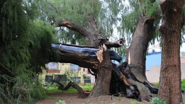 Era un árbol centenario.