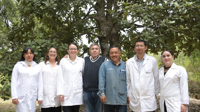 BUAP crea "vacuna" con nanomateriales que elimina 90% de plagas en pinos y encinos.