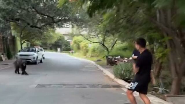 Ángel Correa es sorprendido por un oso en Monterrey