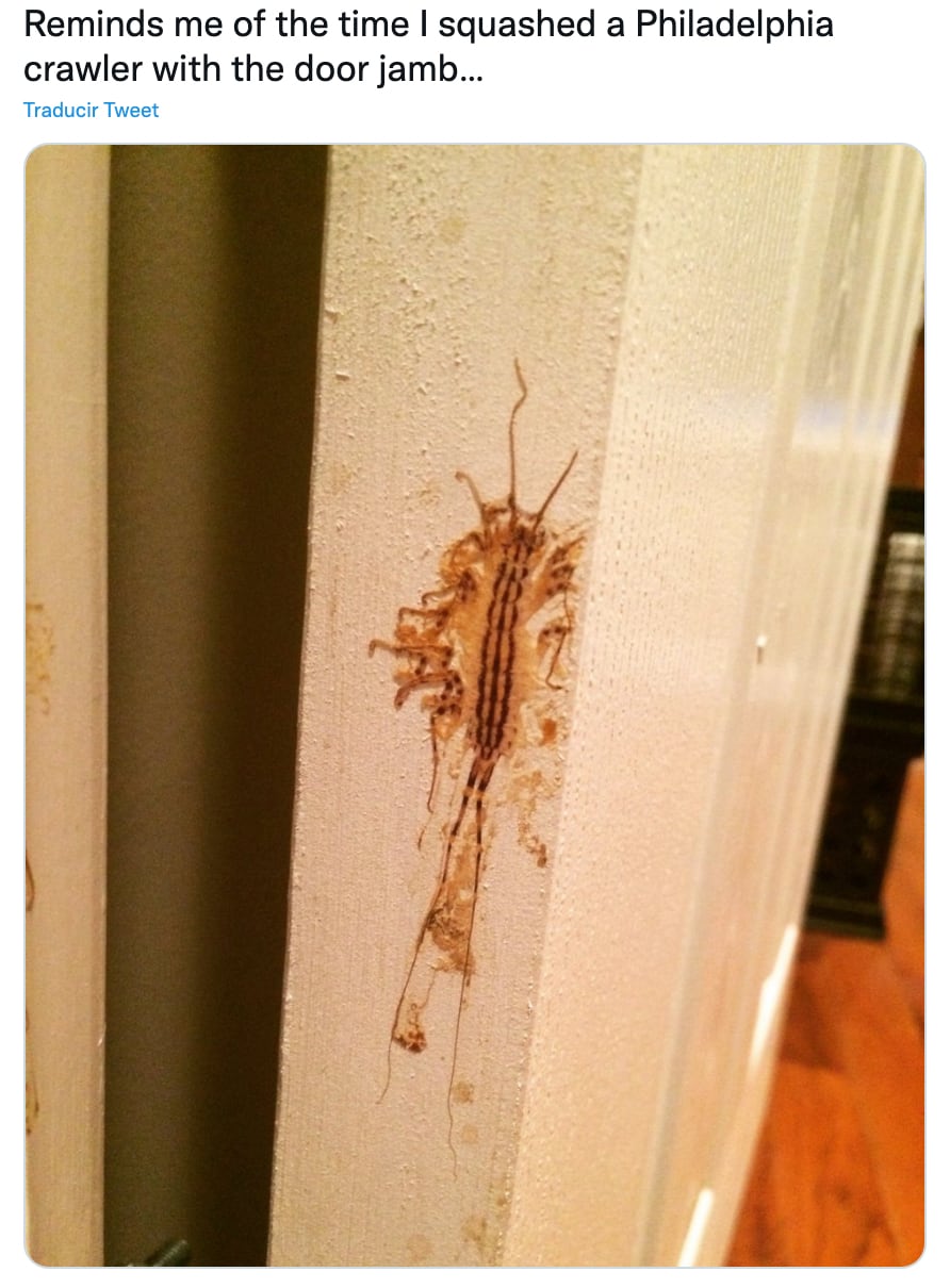 Cucaracha en la pared
