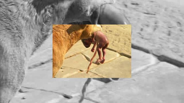 El rescate del perro fue captado en una imagen, la cual fue tomada por un vecino de la mujer, captando el momento exacto en el que el leal animal llevaba en el hocico al recién nacido.
