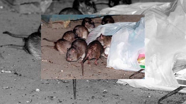 La adolescente habría sido picada por una pulga infectada durante una expedición de caza.