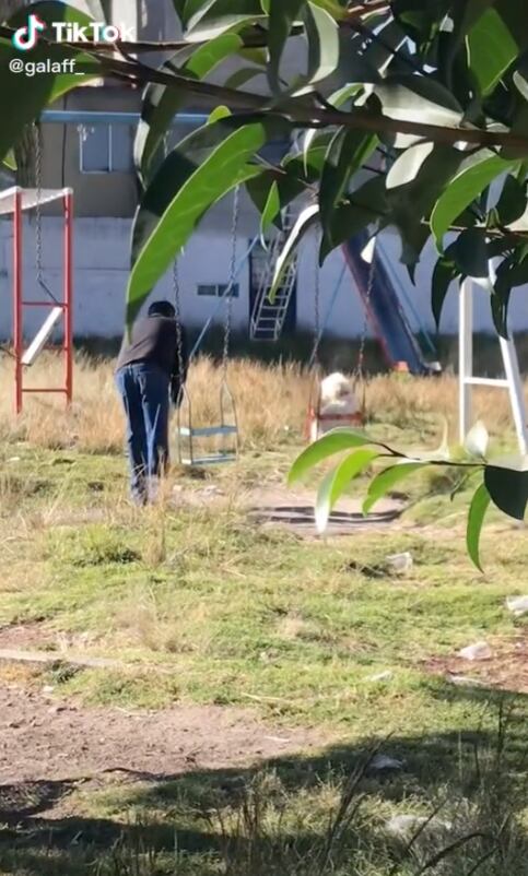 Perritos jugando en el parque