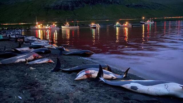 Matanza de delfines en Dinamarca