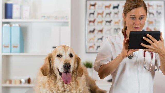 Detrás de los mitos: Lo que necesitas saber sobre el alimento para tu mascota