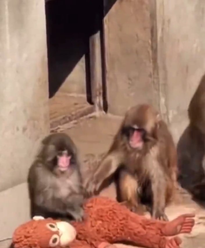 Punch, mono japonés, se integra a su grupo en el zoológico