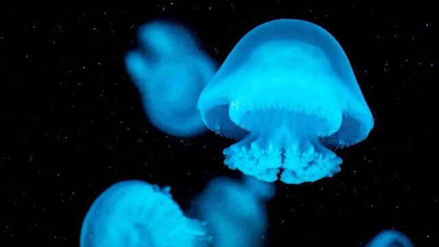 Acuario de Mazatlán