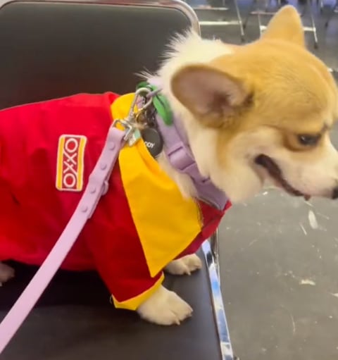Perrito cajero del Oxxo
