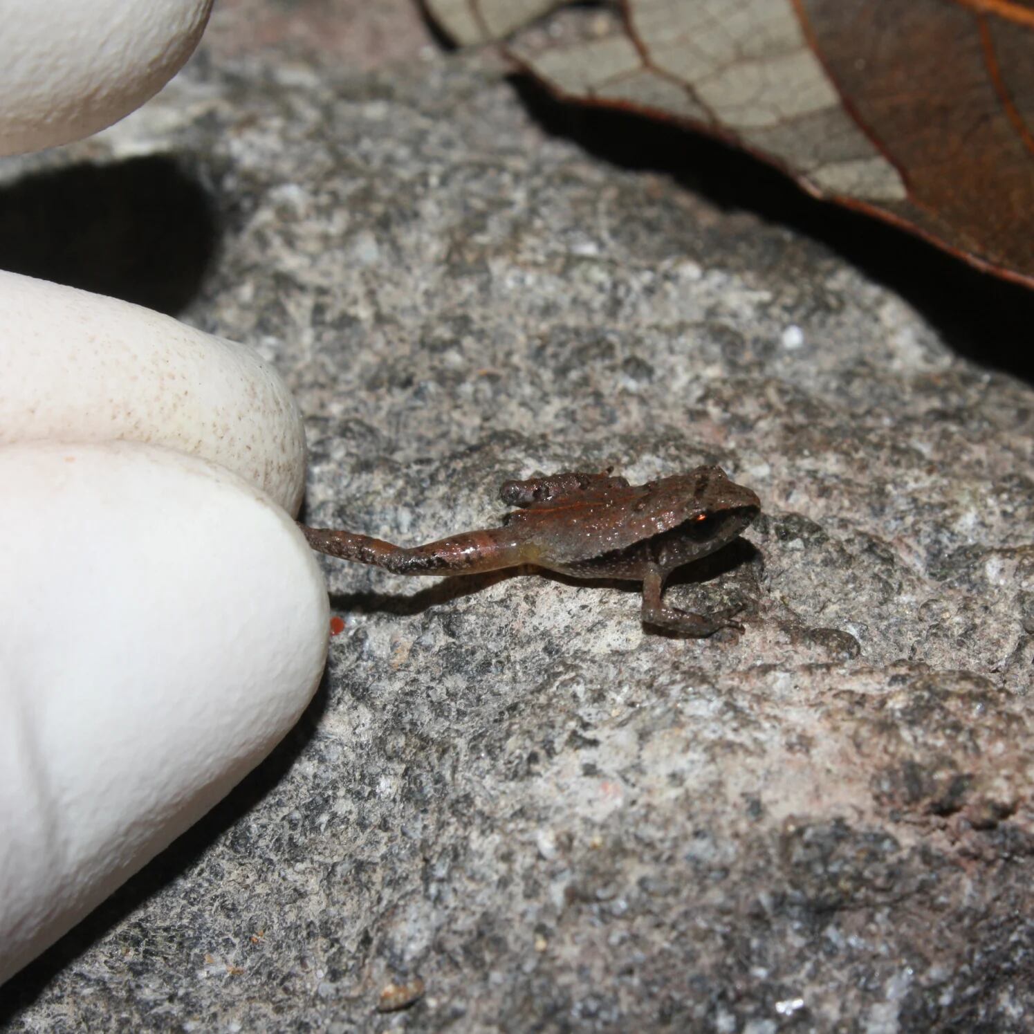 Especie de rana "miniatura": Craugastor rubinus