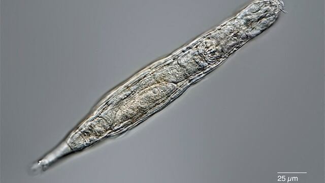 Descubren un microorganismo que sobrevivió 24 mil años congelado