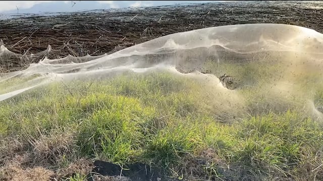 Telarañas cubren ciudades de Australia