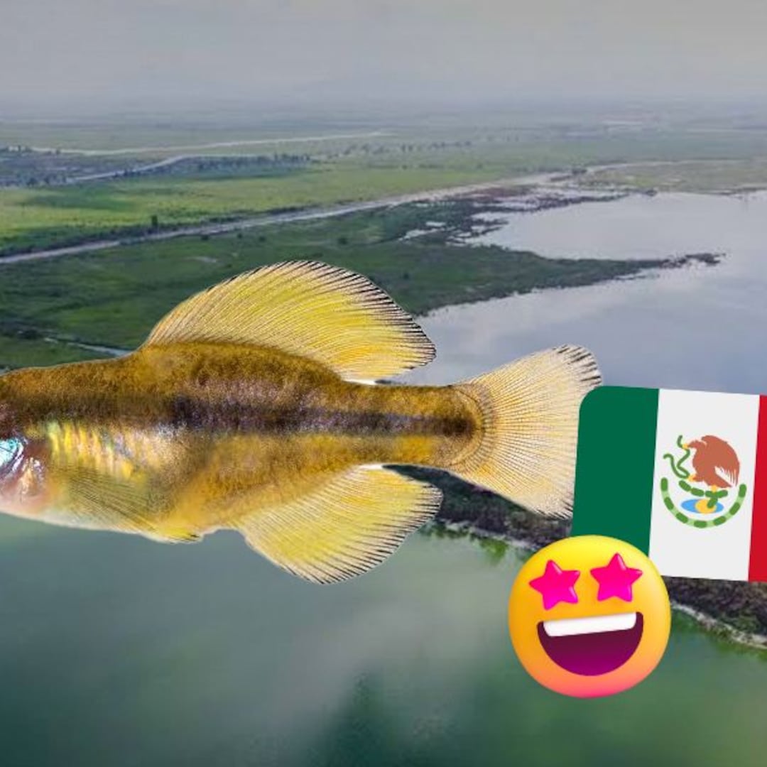 Reaparece el mexcalpique, pez en peligro de extinción, en Lago de Texcoco