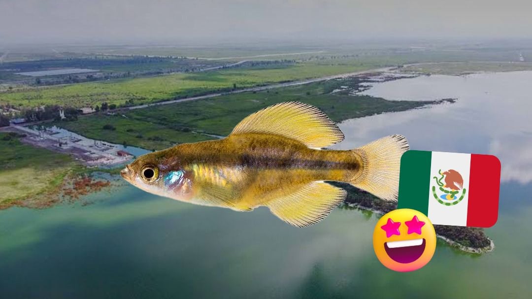 Reaparece el mexcalpique, pez en peligro de extinción, en Lago de Texcoco
