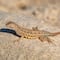 ¿Qué se celebra el 14 de agosto? Hoy es el Día Mundial del Lagarto