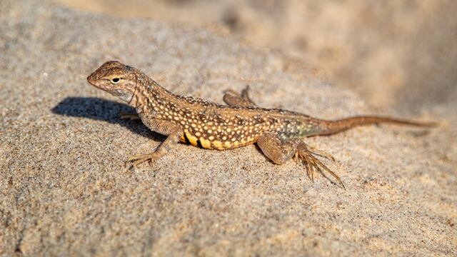 Este 14 de agosto se celebra el  Día Mundial del Lagarto