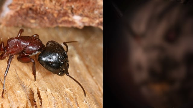 El terrorífico close-up de una hormiga que ganó un premio en un concurso de fotografía