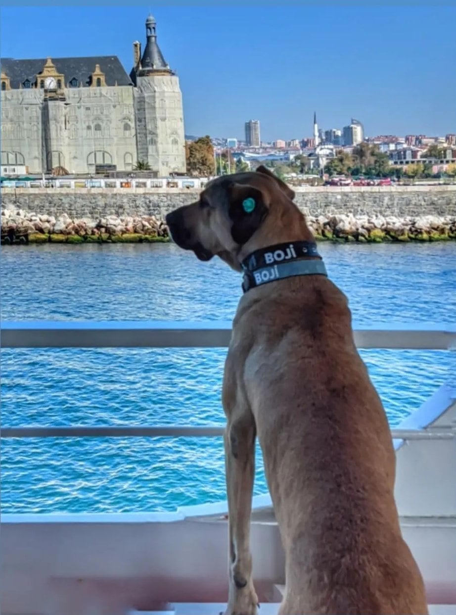 Boji, perrito que recorre Estambul