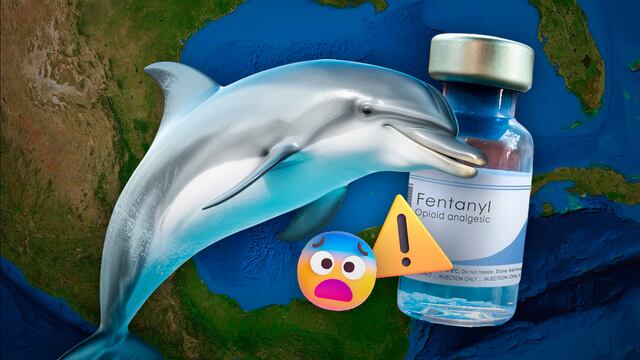 Delfines del Golfo de México dan positivo a fentanilo