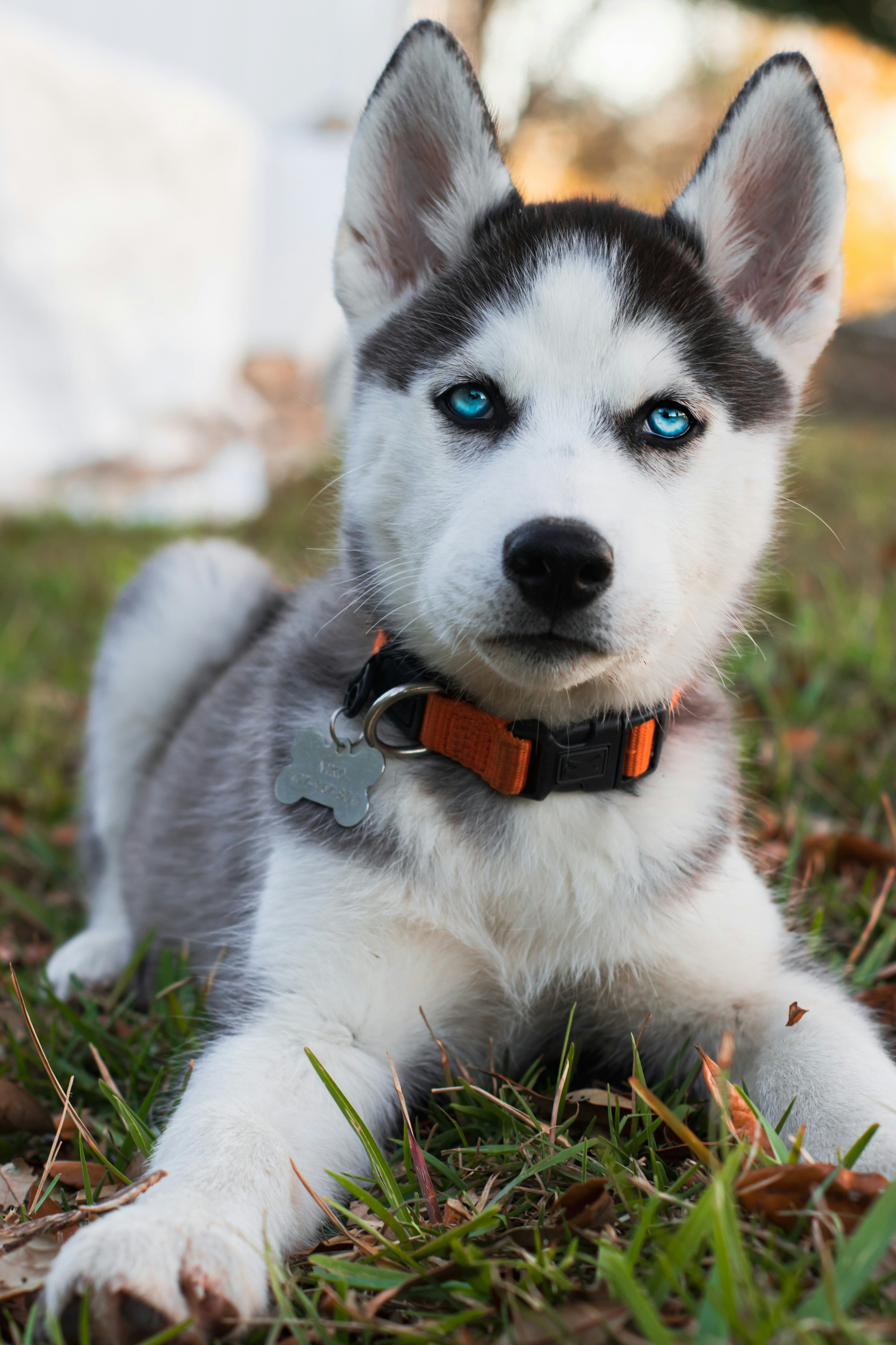 Los cuidados y alimentación para un husky como Everest de Paw Patrol