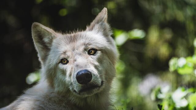 La mascota contaba con hoja de pedigree