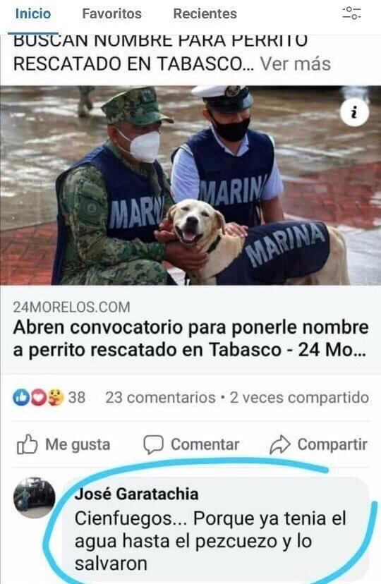 Perro rescatado